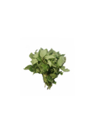 Scent Leaf