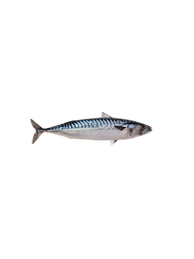 Titus Fish 1Kg