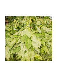 Green Vegetable- Bunch