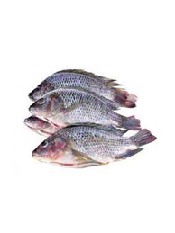 Tilapia Fish 1kg