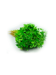 Water Leaf - per head
