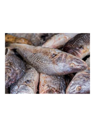 Croacker Fish