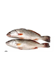 Croaker Fish 1kg