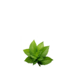 Mint Leaf - 1 Bunch