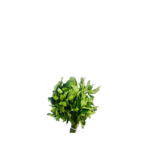 Ugu Leaf (Pumpkin) - 1 Bunch