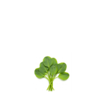 Water Leaf - 1 Bunch