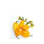 Yellow Cameroon Pepper - 1 Mudu